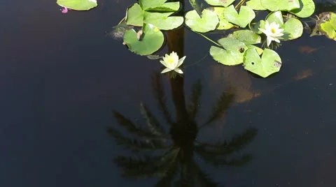 Water lily and frog on it's leaves with the reflection of trees in the water Stock Footage 53461833