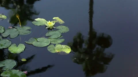 Water lily and frog on it's leaves with the reflection of trees in the water Stock Footage 53462333