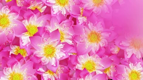 Water lily background. Vídeos de archivo 92747155