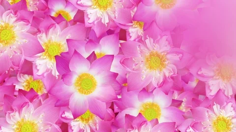 Water lily background. Video stock 92747506