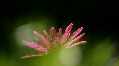 Water Lily bloom Vídeo Stock 11191512