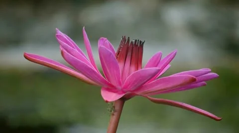 Water Lily Bloom Vídeo Stock 11191513