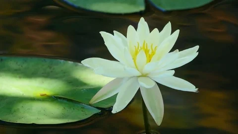 Water Lily in Bloom Stock Footage 78195888