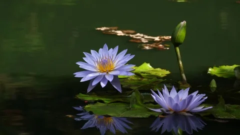 Water Lily in Bloom Stock Footage 80441144