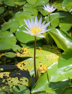 Water lily blooming  closeup view Stock Photos