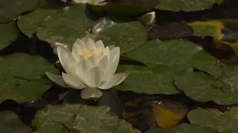 Water Lily CU Left of Frame Stock Footage 10900386