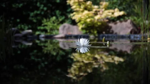 Water lily with dragonflies slow motion Stock Footage