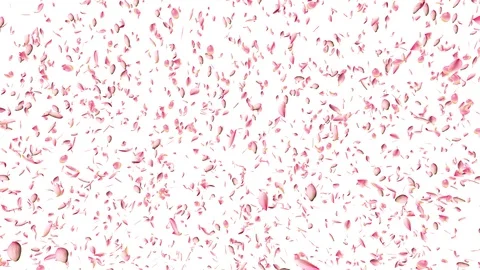 Water lily falling. Stock Footage 93103599