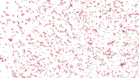 Water lily falling. Video stock 93104608