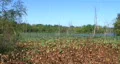 Water Lily Field HD Footage