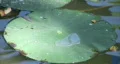 Water Lily Floating HD Footage
