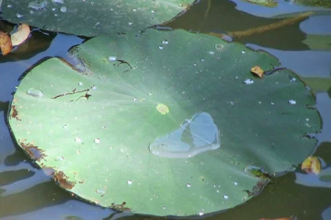 Water Lily Floating Stock-Footage 2802072