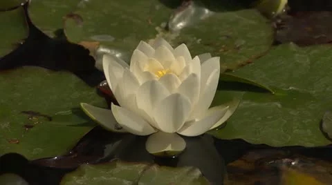 Water Lily floating Stock Footage 10900312