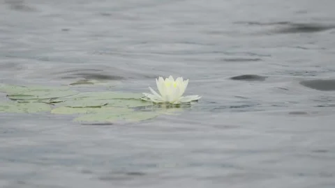 Water Lily Floating in a Lake Vídeo Stock 343978588