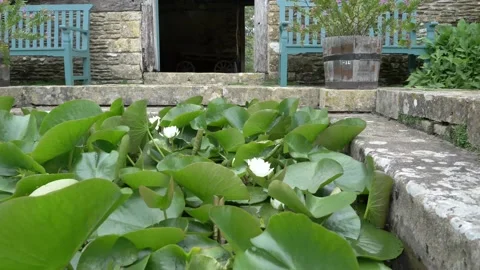 Water lily floating on the top of a small garden pond Video stock 134356972