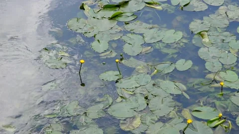 Water-lily floating on the water surface Stock Footage 132909181
