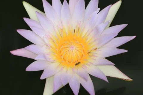 Water Lily flower and bee Stock Photos