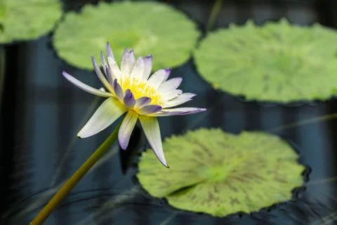 Water lily flower and leaves in the botanical garden in Kew Gardens, London Stock Photos