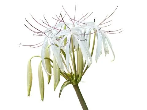 Water lily flower is blooming. isolated white background. Stock Photos