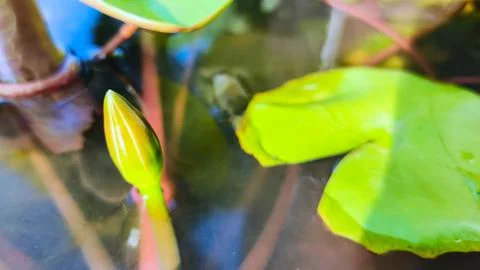 Water Lily flower buds float on the water. Water lily flower buds begin to .. Stock Photos