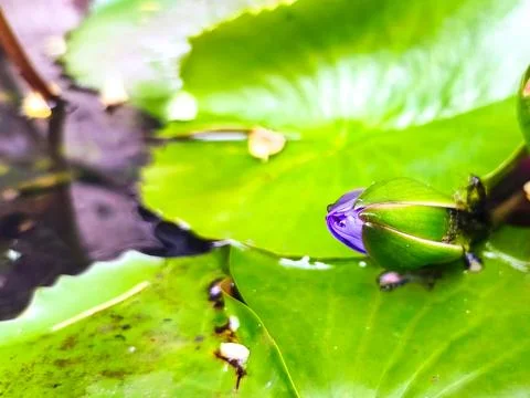 Water Lily flower buds float on the water. Water lily flower buds begin to .. Stock Photos