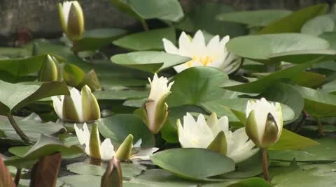 Water lily flower Видео 11193904