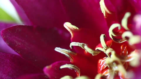 Water lily flower. Stock Footage 33687364