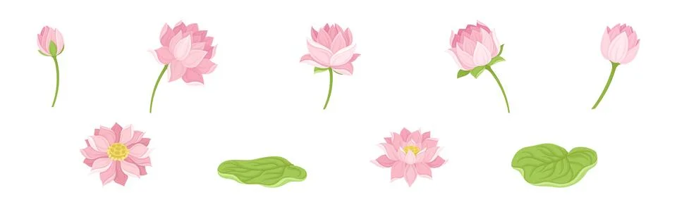 Water Lily Illustrations ~ Stock Water Lily Vectors