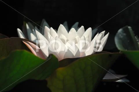 Water lily, flower, in the water, Nymphaea alba, ninfea Stock Photos