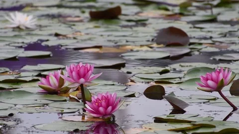 Water lily flowers Stock Footage 83374352