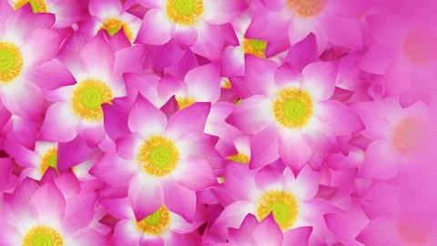 Water lily flying background. Stock Footage 93105164