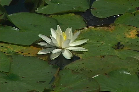 Water Lily 動画素材 147966