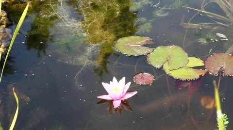 Water Lily Stock Footage 491865