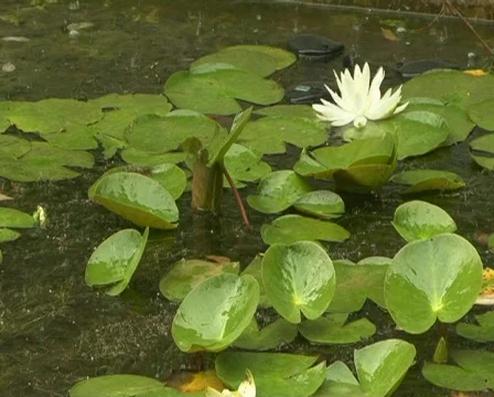 Water-lily Stock Footage 495308