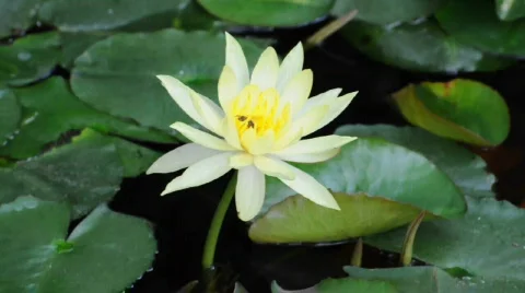 Water Lily   Видео 528692