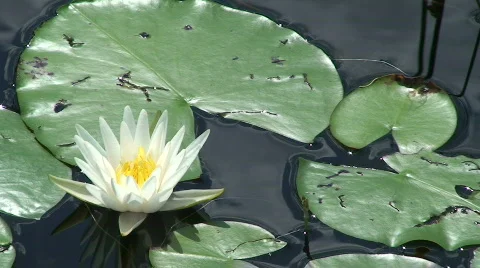 Water Lily Stock Footage 536619