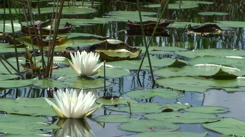 Water Lily Stock Footage 536644
