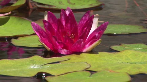 Water Lily Stock Footage 540685