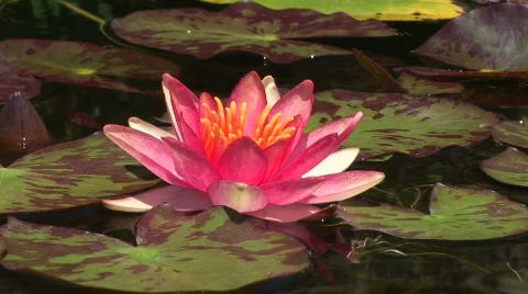 Water Lily 스톡 동영상 540692