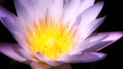 Water Lily 스톡 동영상 540706