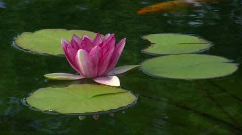 Water lily Stock Footage
