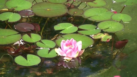 Water lily Stock Footage 7729141