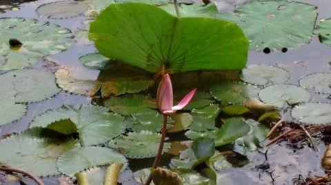 Water Lily Video stock 10587270