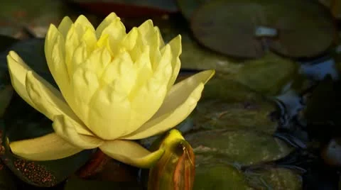 Water lily Stock Footage 10802982