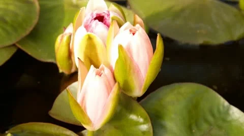 Water lily Stock Footage 10803014