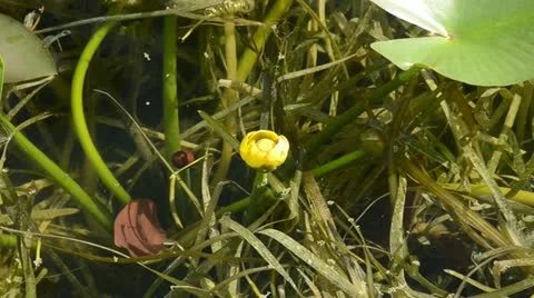 Water lily Video stock 10898744