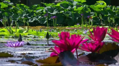 Water lily Video stock 20501815