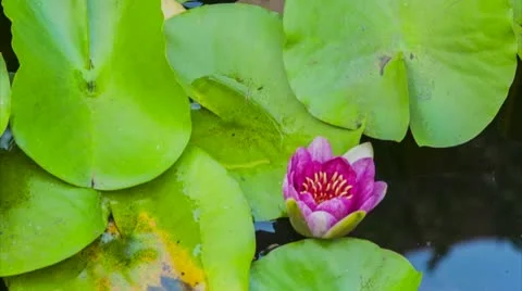 Water lily Stock Footage 22416435