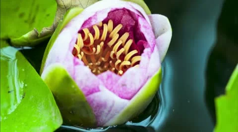 Water lily Stock Footage 22417600