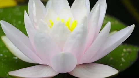 Water lily Stock Footage 22417619